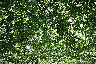 3DS《火焰之纹章if》追加DLC剧本地图明年3月停售